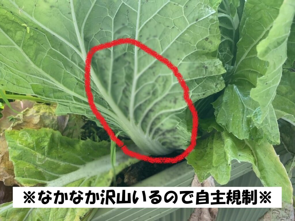 昨年育てたハクサイ。アブラムシでびっしり泣