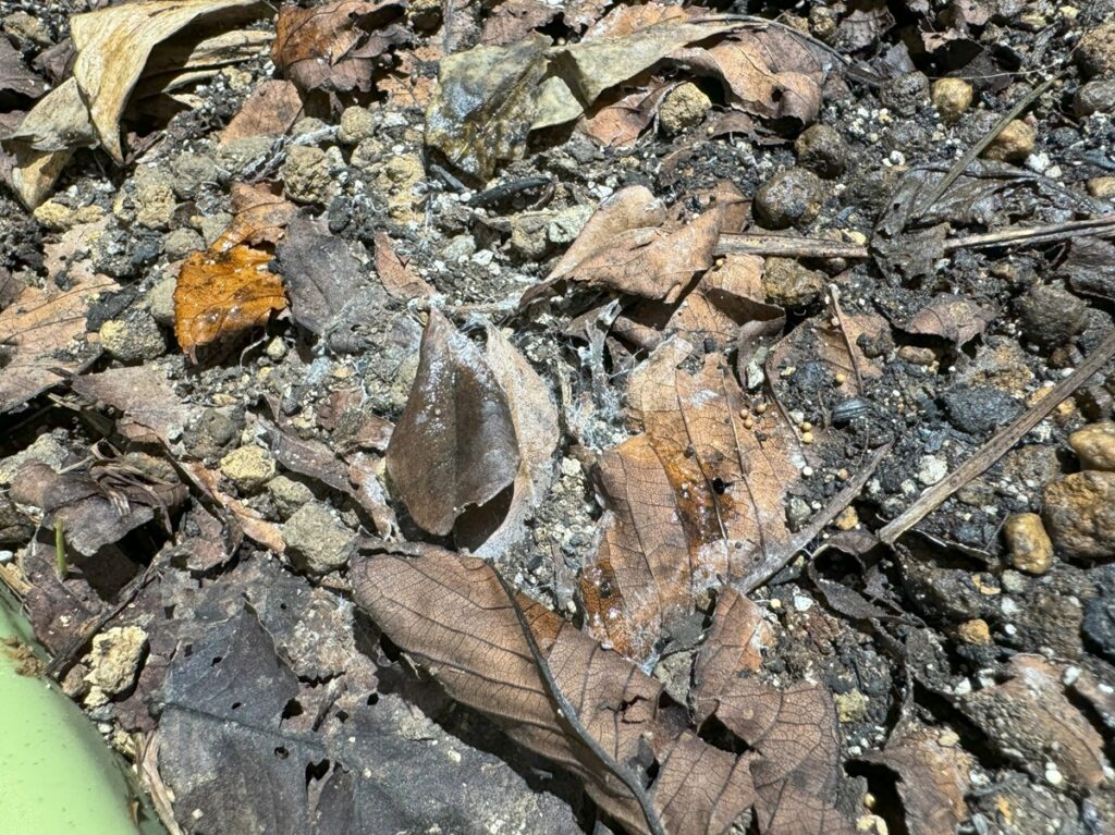 プランターに糸状菌が増えている様子。