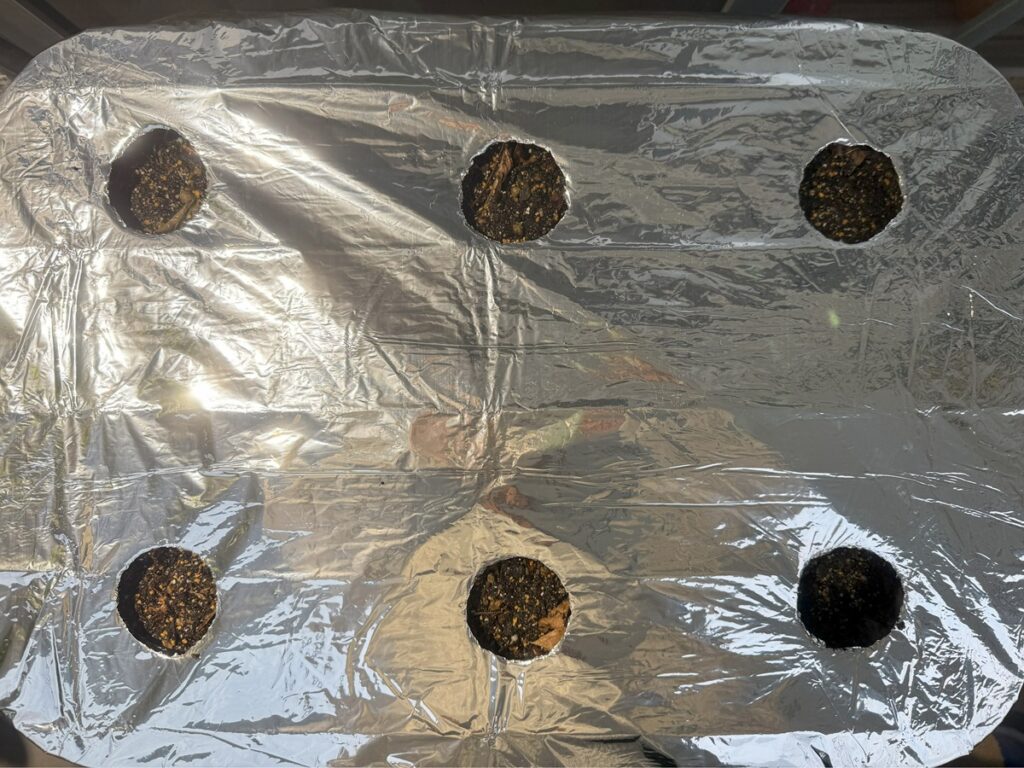 マルチ張り直し。