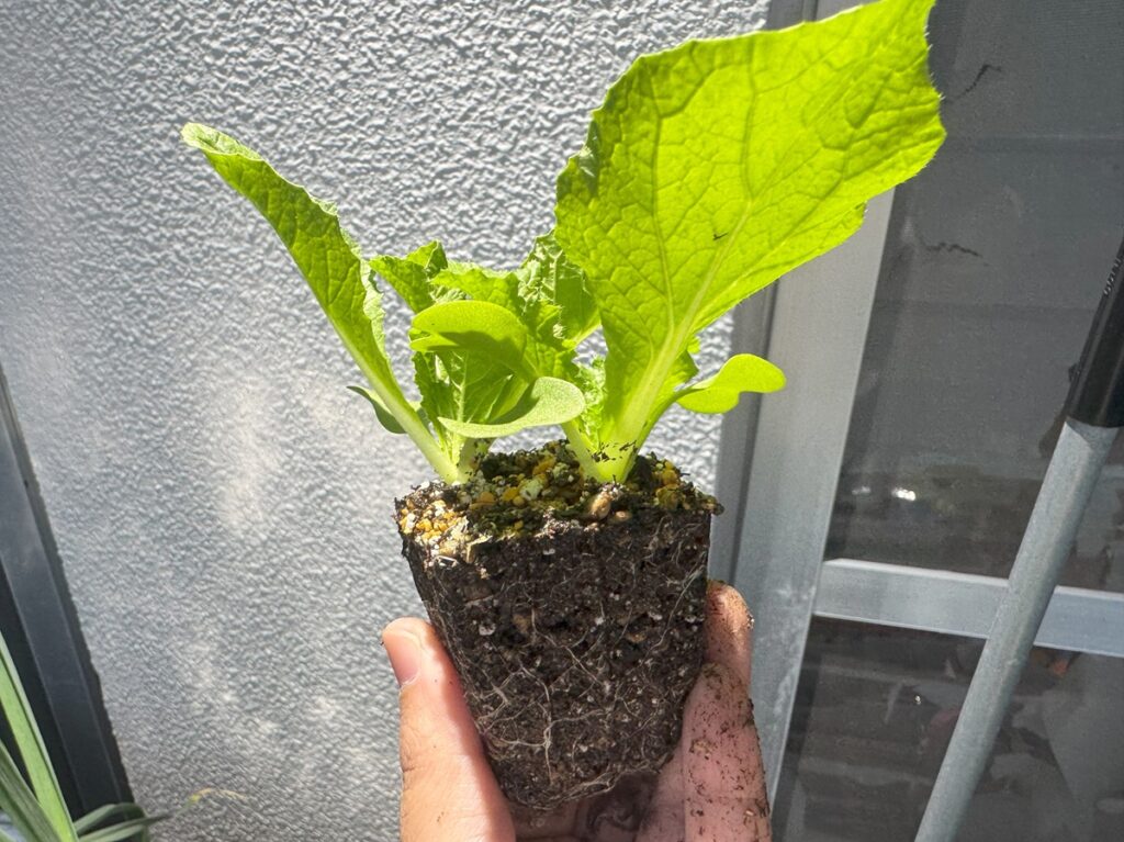 自分で育てたハクサイの苗。
