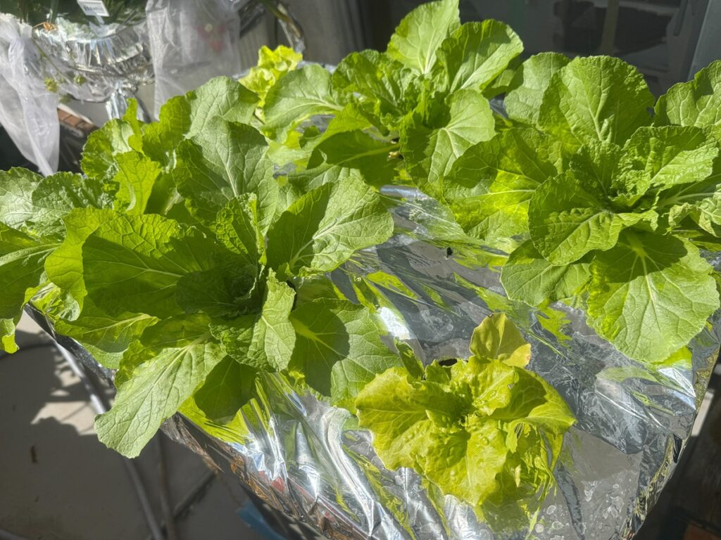 今回のベストショット