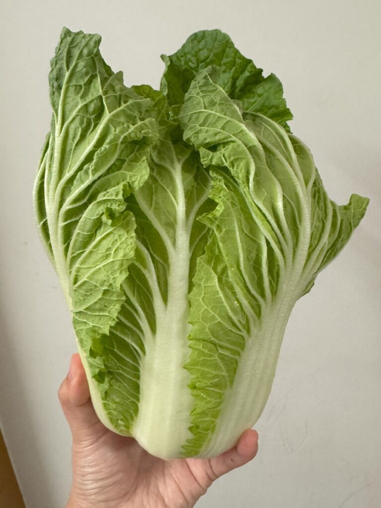 初収穫のハクサイ①